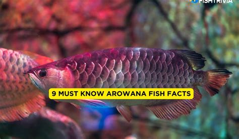 9 Must Know Arowana Fish Facts .